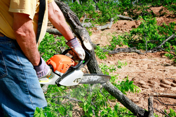 How Our Tree Care Process Works  in  Duson, LA